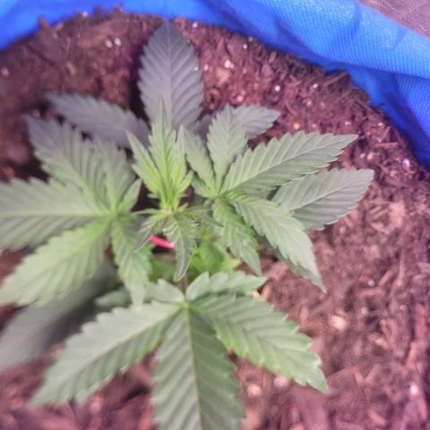 Sour deisel auto 1 growlog timeline photo
