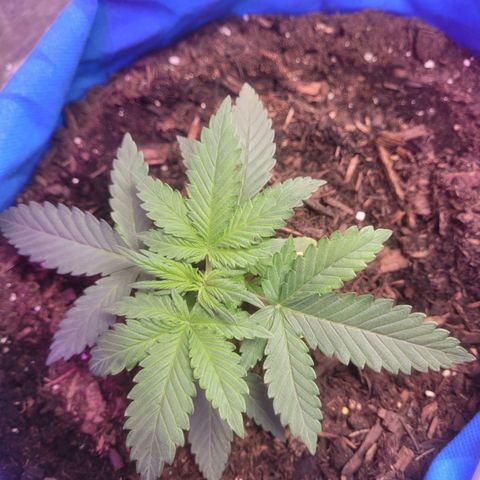 Sour deisel auto 1 growlog timeline photo