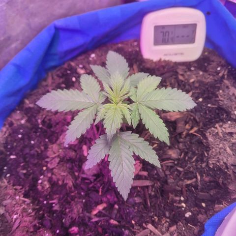Sour deisel auto 1 growlog timeline photo