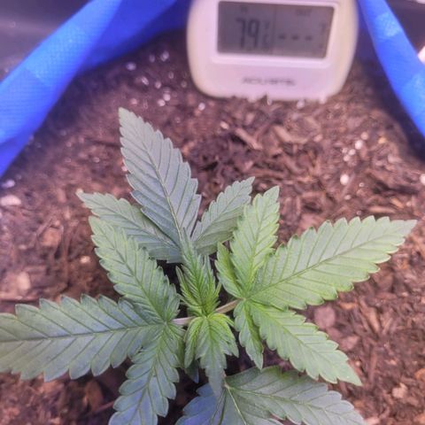 Sour deisel auto 1 growlog timeline photo