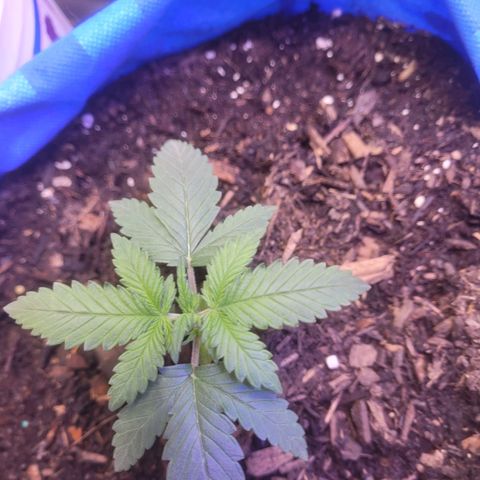 Sour deisel auto 1 growlog timeline photo