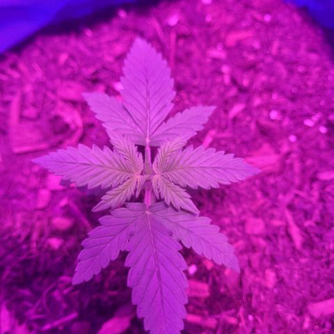 Sour deisel auto 1 growlog timeline photo