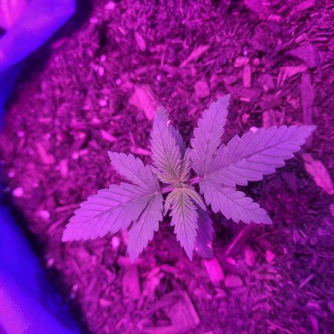 Sour deisel auto 1 growlog timeline photo