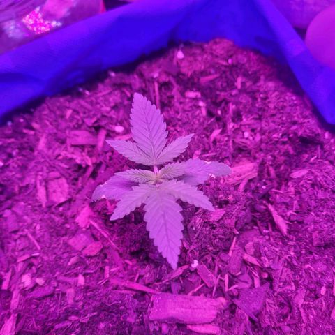 Sour deisel auto 1 growlog timeline photo