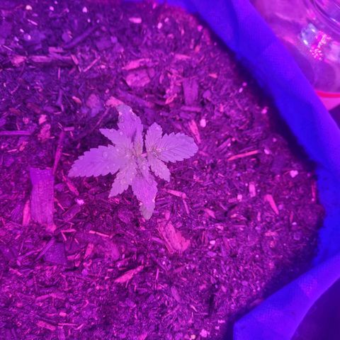Sour deisel auto 1 growlog timeline photo