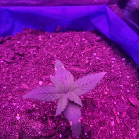 Sour deisel auto 1 growlog timeline photo
