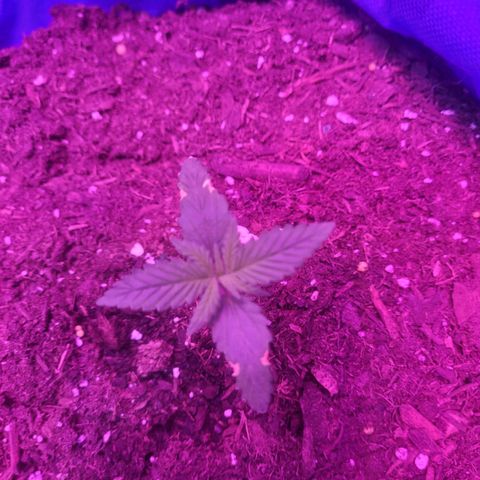 Sour deisel auto 1 growlog timeline photo