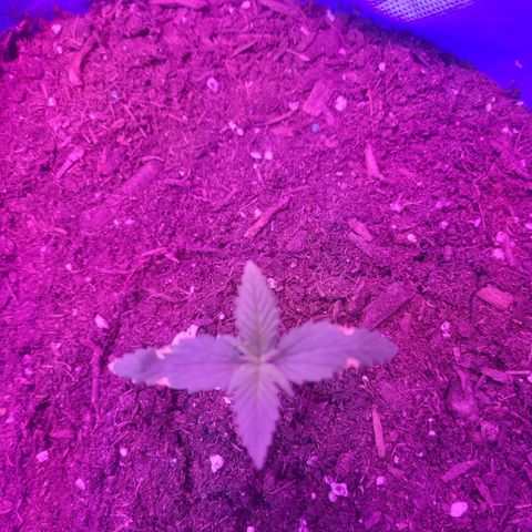Sour deisel auto 1 growlog timeline photo