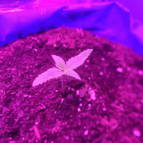 Sour deisel auto 1 growlog timeline photo