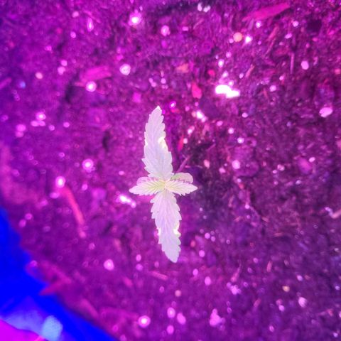Sour deisel auto 1 growlog timeline photo