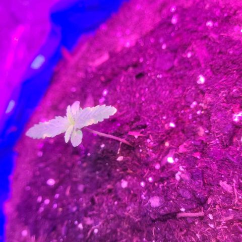 Sour deisel auto 1 growlog timeline photo