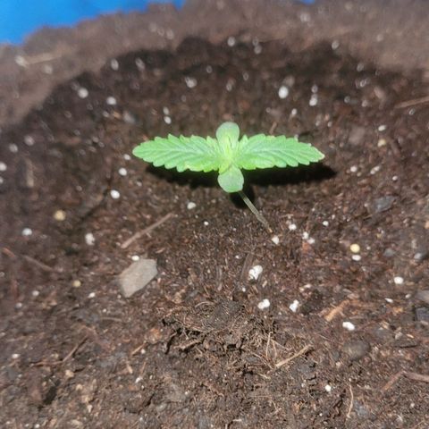 Sour deisel auto 1 growlog timeline photo