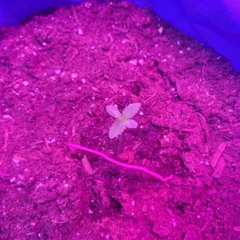 Sour deisel auto 1 growlog timeline photo