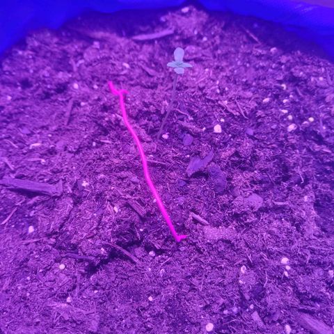 Sour deisel auto 1 growlog timeline photo
