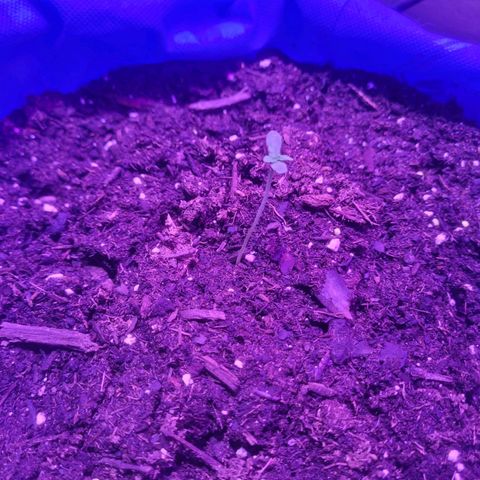 Sour deisel auto 1 growlog timeline photo