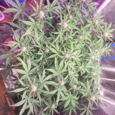 Sour diesel auto 2 growlog timeline photo