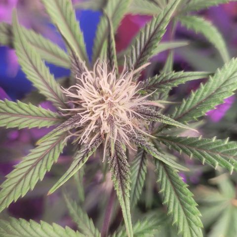 Sour diesel auto 2 growlog timeline photo