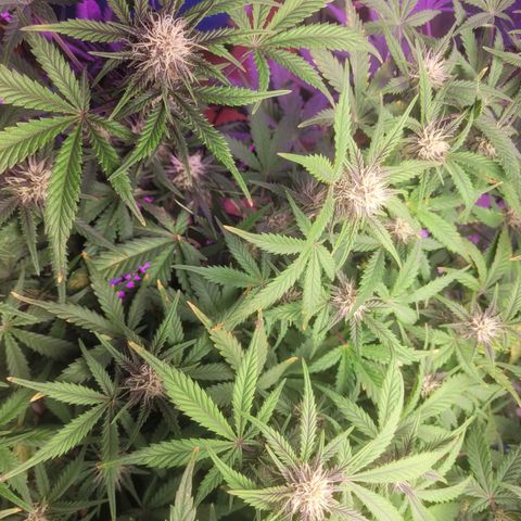 Sour diesel auto 2 growlog timeline photo