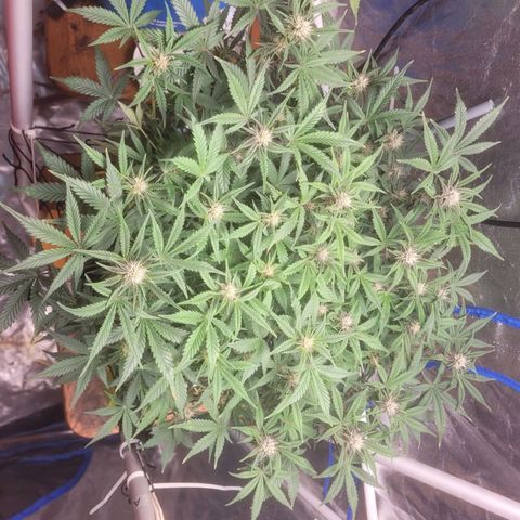 Sour diesel auto 2 growlog timeline photo