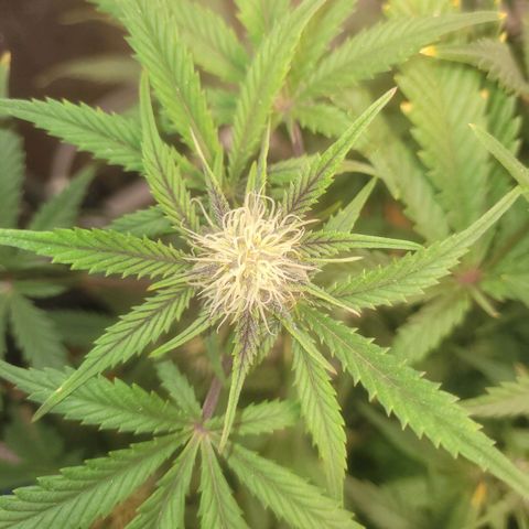 Sour diesel auto 2 growlog timeline photo