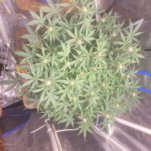 Sour diesel auto 2 growlog timeline photo