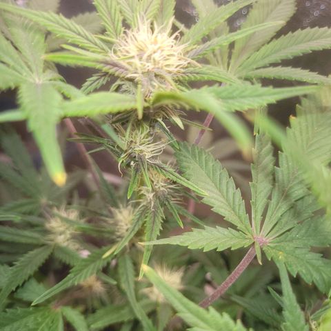 Sour diesel auto 2 growlog timeline photo