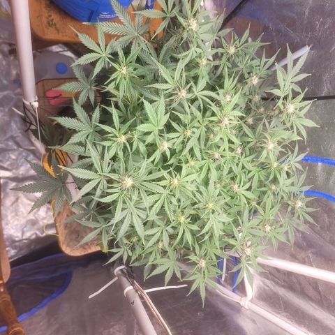Sour diesel auto 2 growlog timeline photo