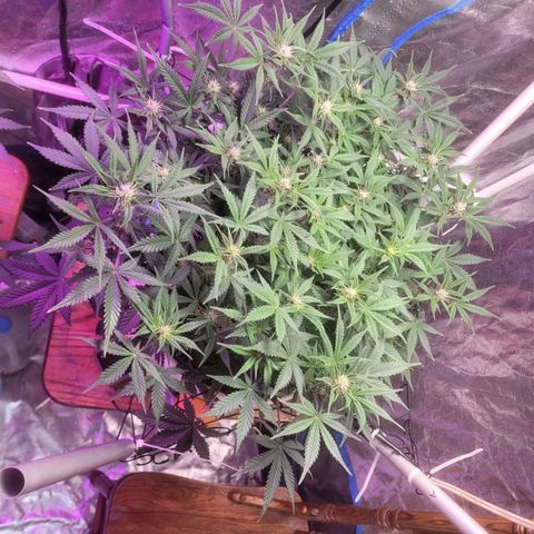 Sour diesel auto 2 growlog timeline photo