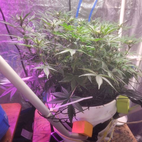 Sour diesel auto 2 growlog timeline photo