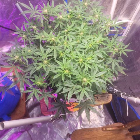 Sour diesel auto 2 growlog timeline photo