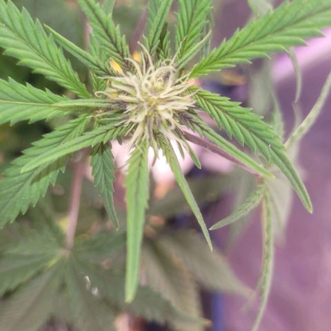 Sour diesel auto 2 growlog timeline photo