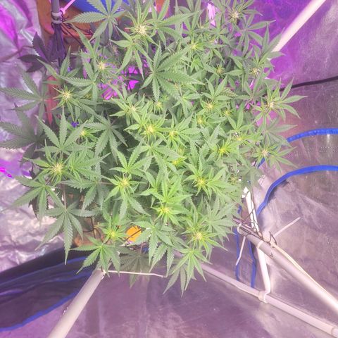 Sour diesel auto 2 growlog timeline photo