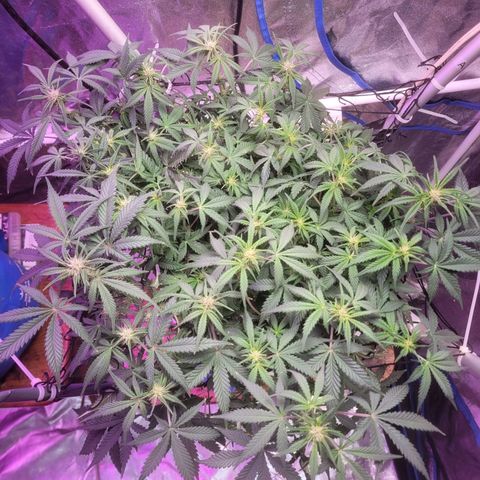 Sour diesel auto 2 growlog timeline photo