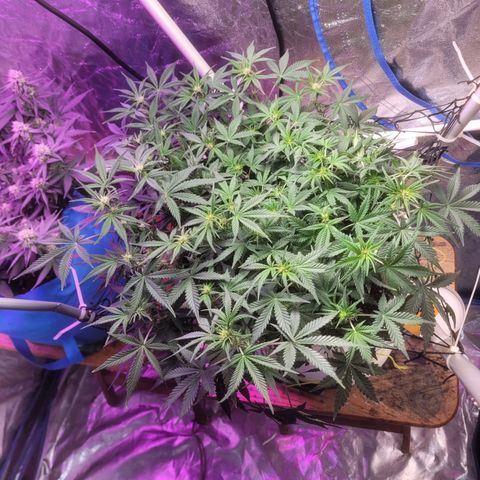 Sour diesel auto 2 growlog timeline photo