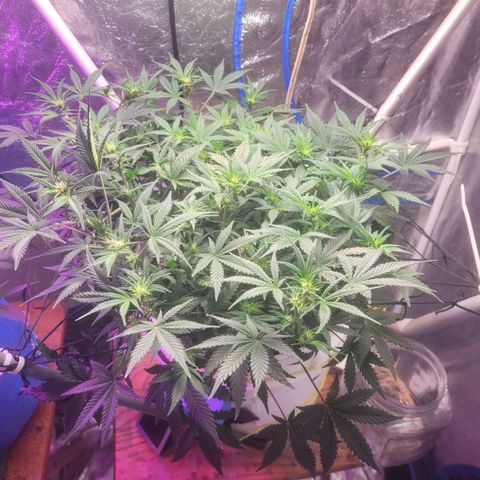 Sour diesel auto 2 growlog timeline photo