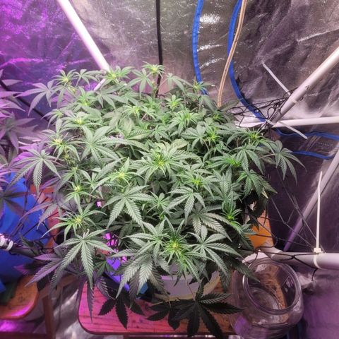 Sour diesel auto 2 growlog timeline photo