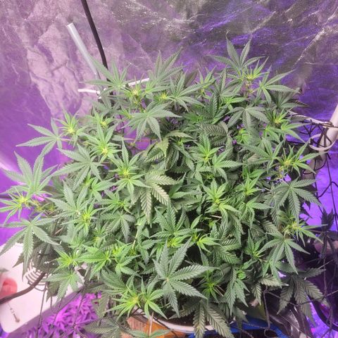 Sour diesel auto 2 growlog timeline photo