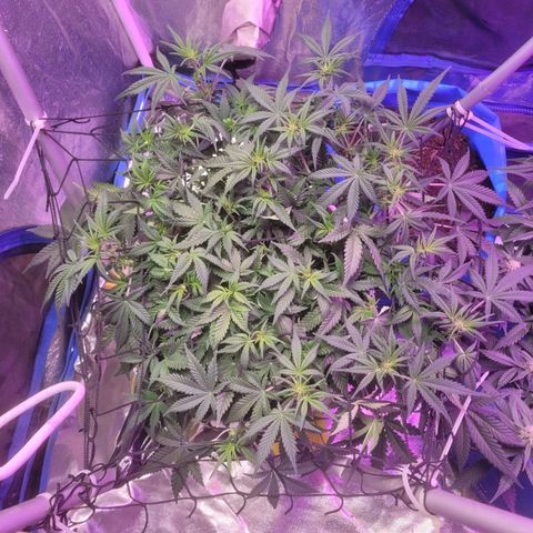 Sour diesel auto 2 growlog timeline photo