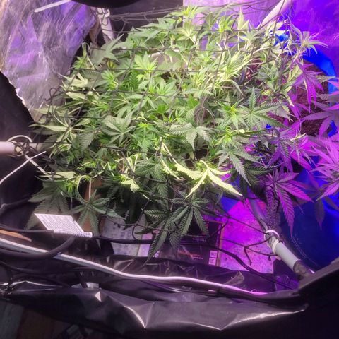 Sour diesel auto 2 growlog timeline photo
