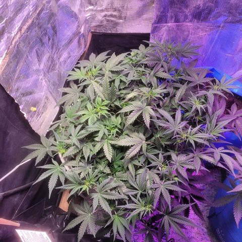 Sour diesel auto 2 growlog timeline photo