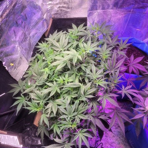 Sour diesel auto 2 growlog timeline photo