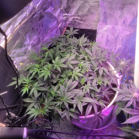Sour diesel auto 2 growlog timeline photo