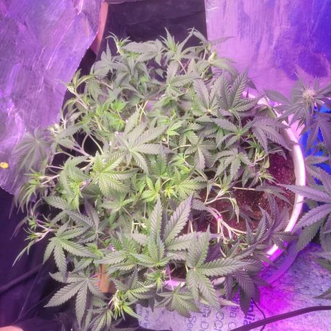 Sour diesel auto 2 growlog timeline photo