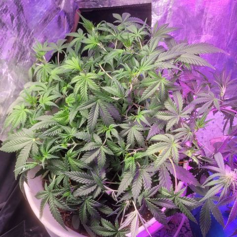 Sour diesel auto 2 growlog timeline photo