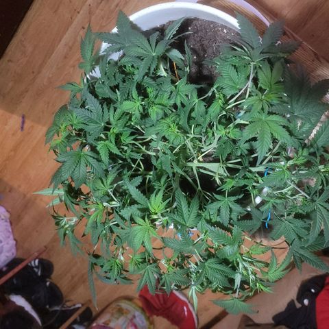 Sour diesel auto 2 growlog timeline photo