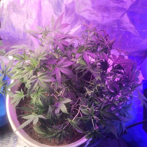 Sour diesel auto 2 growlog timeline photo