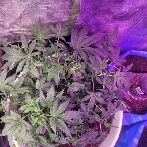 Sour diesel auto 2 growlog timeline photo
