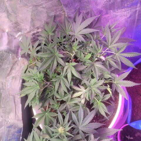 Sour diesel auto 2 growlog timeline photo