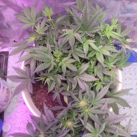 Sour diesel auto 2 growlog timeline photo