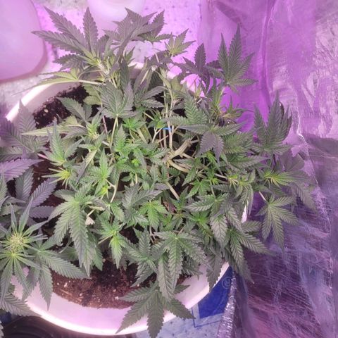 Sour diesel auto 2 growlog timeline photo